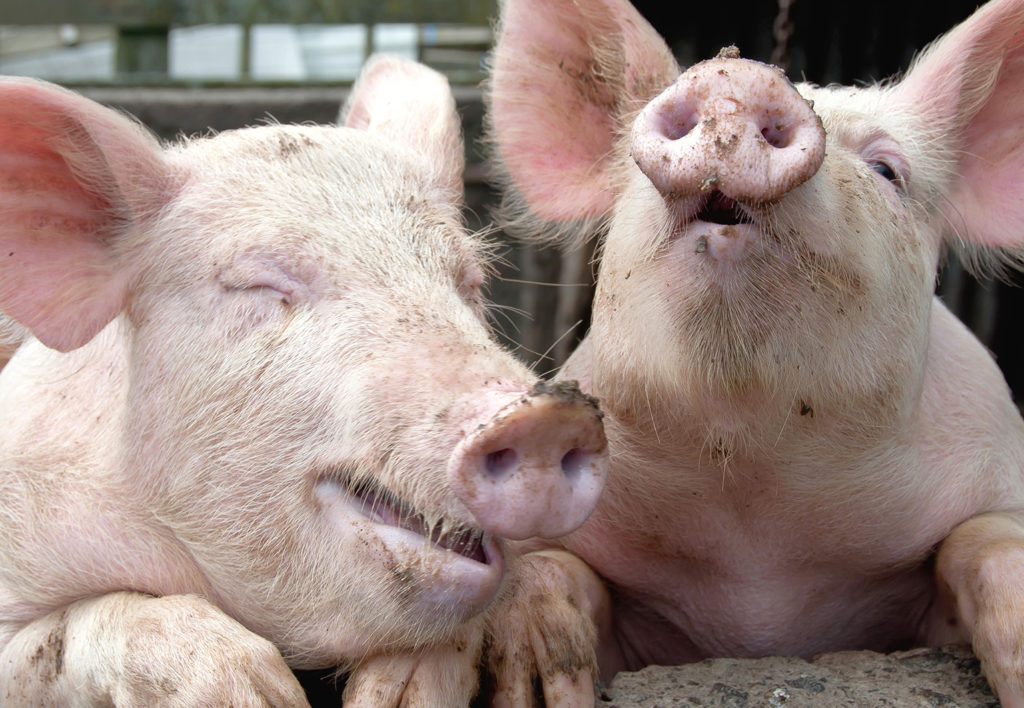 Habasit Bänder übernehmen schmutzige Arbeit